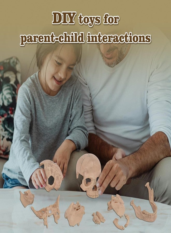 SimCoach Human Skull Model, Detachable Palm-Sized Skull Model, 15 Parts Exploded Anatomy Skull Model, Mini Anatomical Head Model for Medical Students, Teaching Tools, White - Image 5